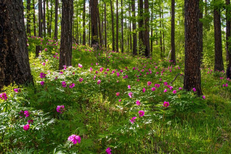 Free stock image of Wild Flowers created by Pixabay