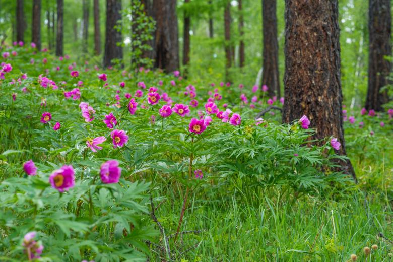Free stock image of Blooming Flowers created by Pixabay
