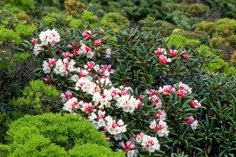 Free stock image of Flowers in the Garden created by Pixabay