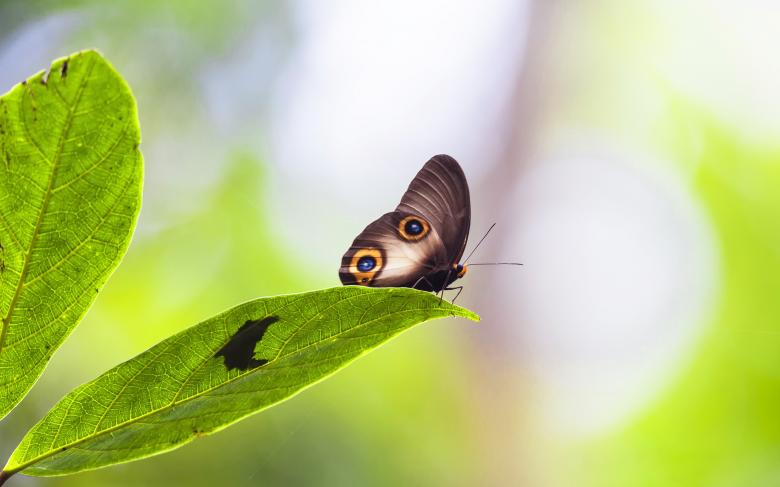 Free stock image of Butterfly Closeup created by Pixabay