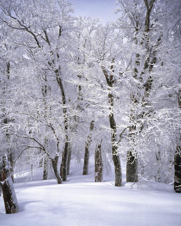Free stock image of Frozen Forest created by Pixabay