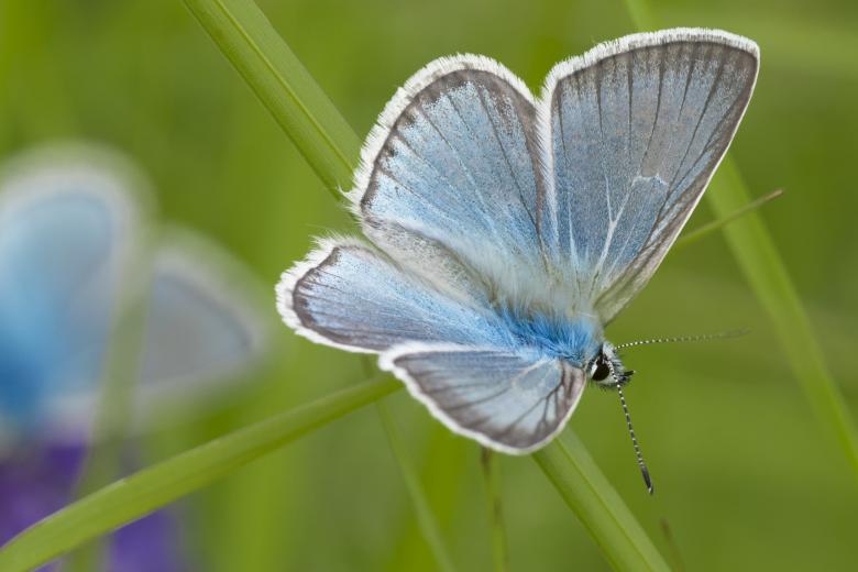 Free stock image of Butterfly Closeup created by Pixabay