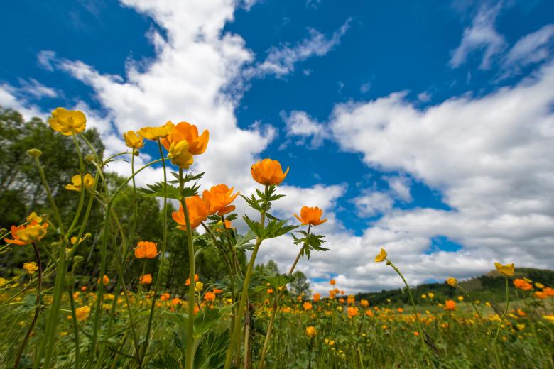 Free stock image of Blooming Flowers created by Pixabay