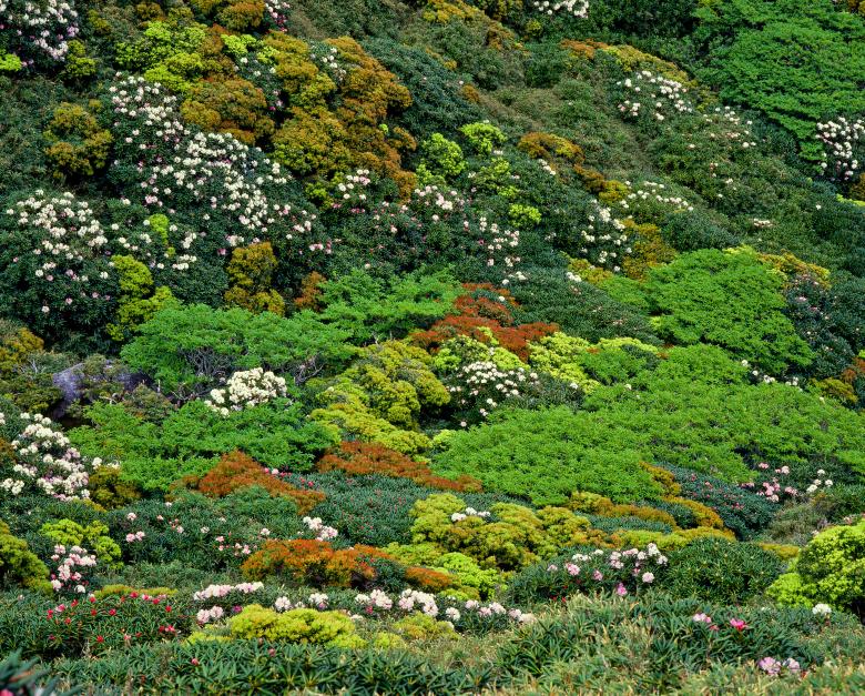 Free stock image of Vegetation created by Pixabay