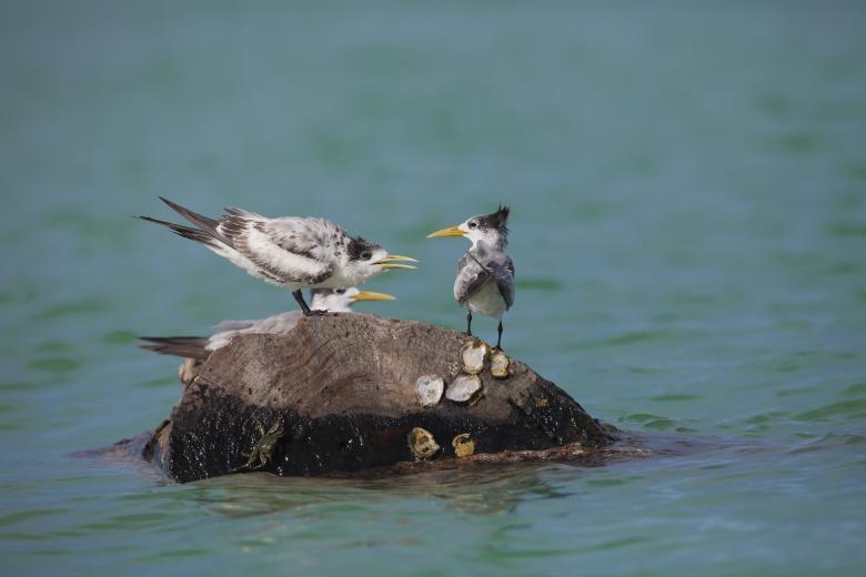 Free stock image of Wild Birds created by Pixabay
