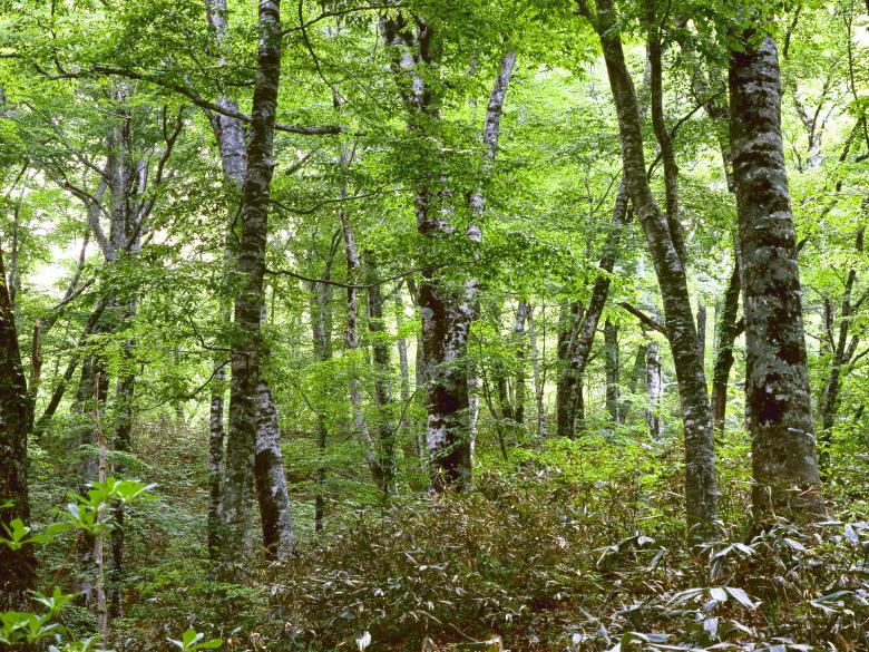 Free stock image of In the Woods created by Pixabay