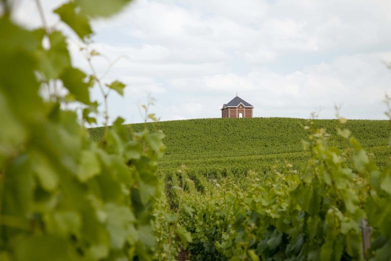 Free stock image of Winery Mont Aigu Moet et Chandon created by HenriVignale