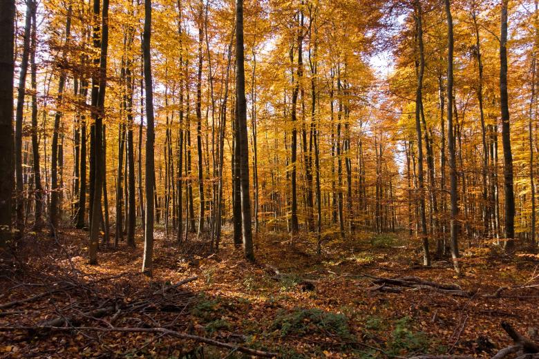 Free stock image of In the Woods created by Pixabay