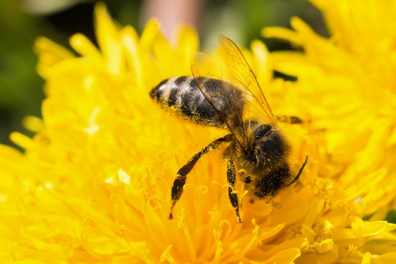 Free stock image of Bee on the Flower created by Pixabay