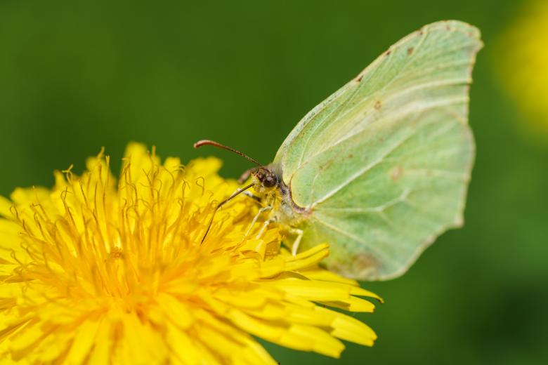 Free stock image of Butterfly on the Flower created by Pixabay