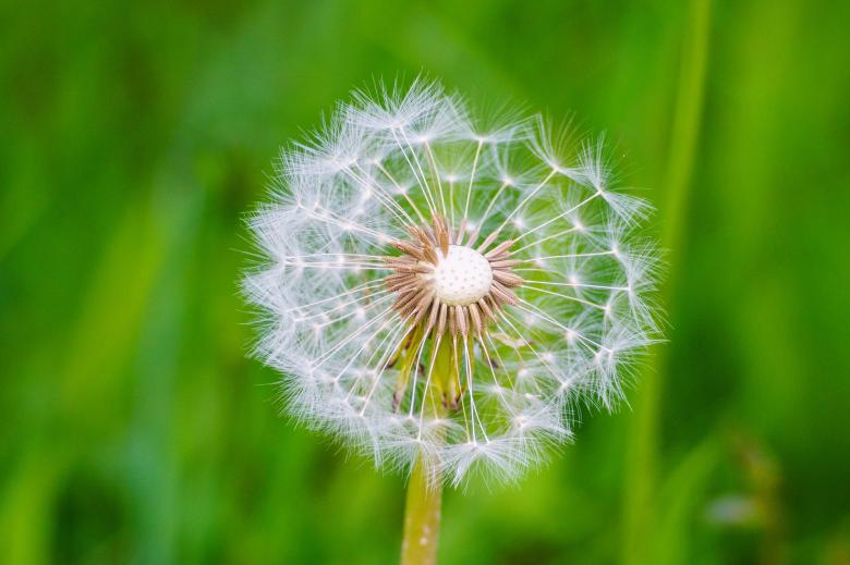 Free stock image of Macro Dandelion created by Pixabay