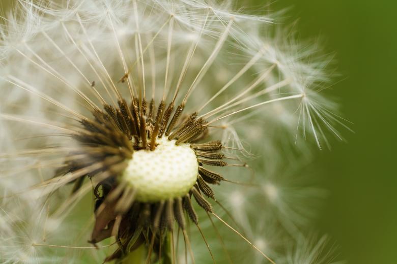 Free stock image of Macro Dandelion created by Pixabay