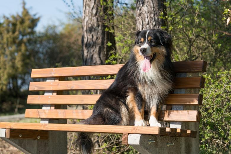 Free stock image of Pet Dog created by Pixabay