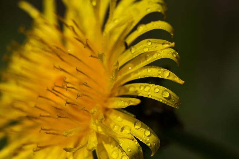 Free stock image of Macro Flower created by Pixabay