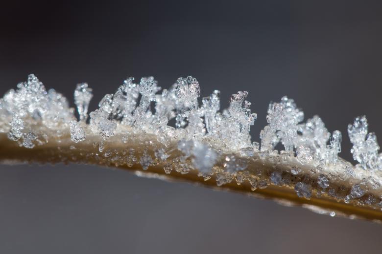 Free stock image of Icy Branch created by Pixabay