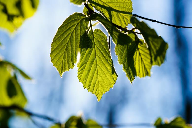 Free stock image of Bunch of Leaves created by Pixabay