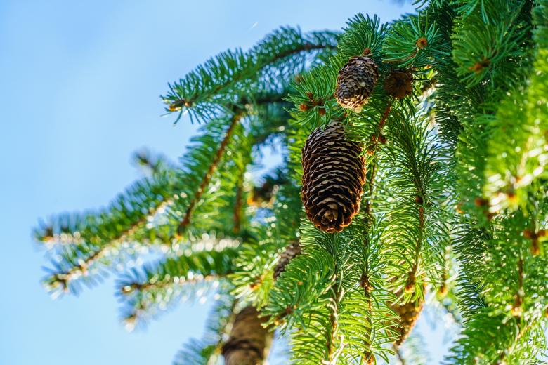 Free stock image of Pine Cones created by Pixabay