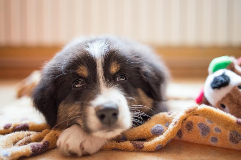 Free stock image of Puppy Closeup created by Pixabay
