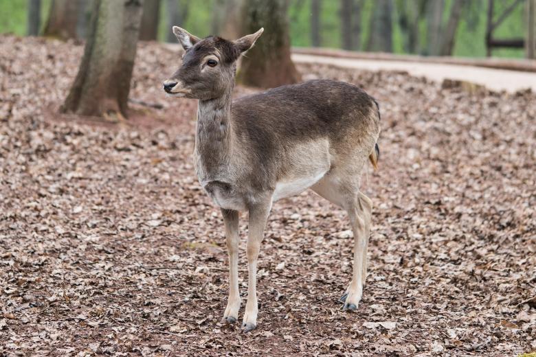 Free stock image of Roe Deer created by Pixabay