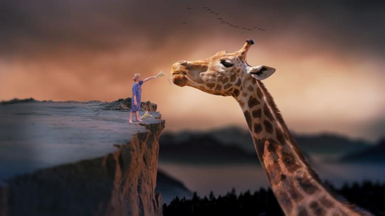 Free stock image of Feeding the Giraffe created by Pixabay