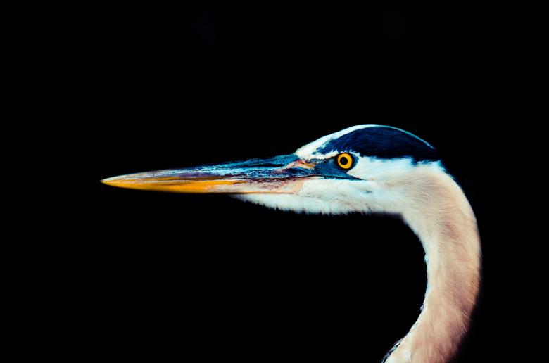 Free stock image of White Bird Closeup created by Pixabay