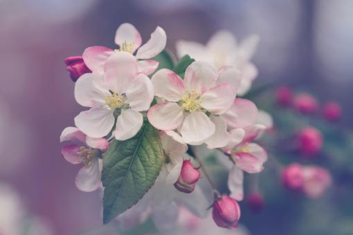Flowers in the Garden - Free Stock Photo