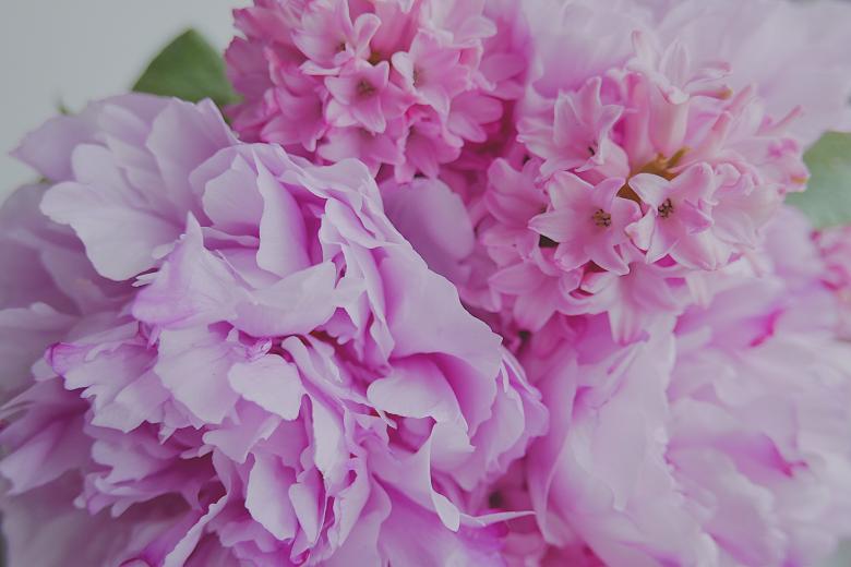 Free stock image of Pink Flowers created by Pixabay