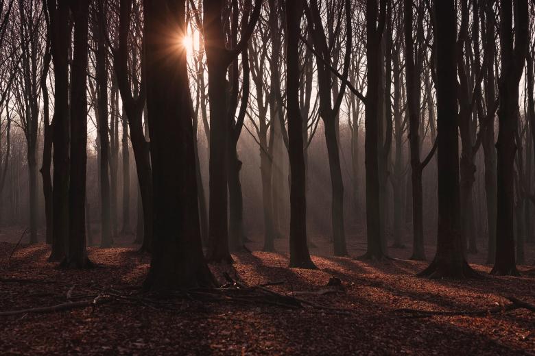 Free stock image of Bunch of Trees created by Pixabay