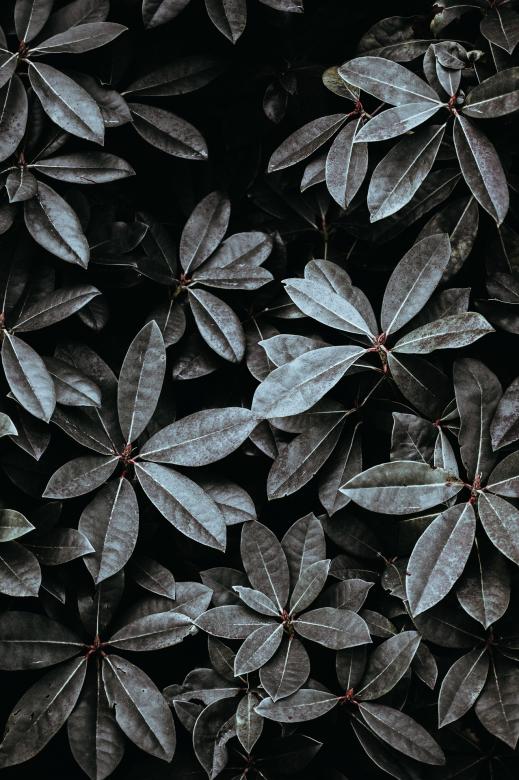 Free stock image of Bunch of Leaves created by Pixabay