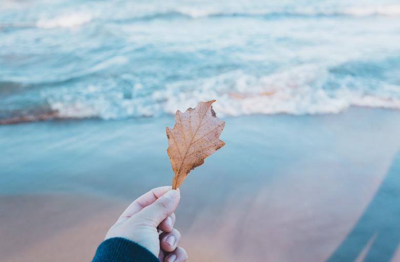 Free stock image of Holding a Fallen Leave created by Pixabay