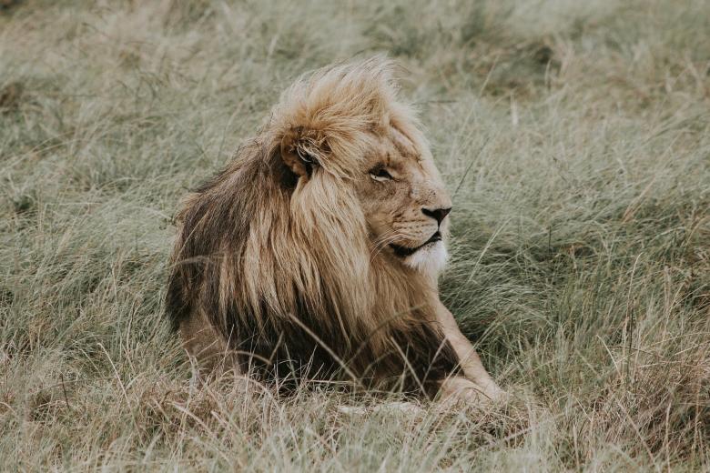 Free stock image of African Lion created by Pixabay