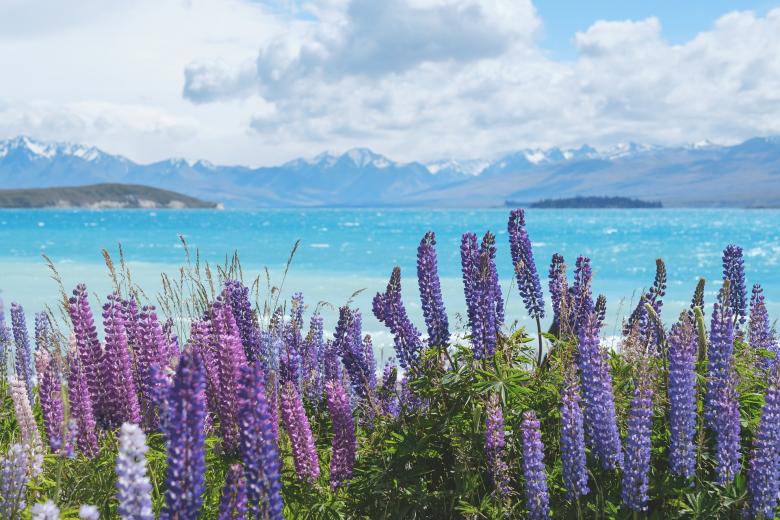 Free stock image of Flowers in Spring created by Pixabay