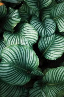 Giant Leaves - Free Stock Photo