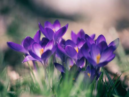 Purple Flowers - Free Stock Photo