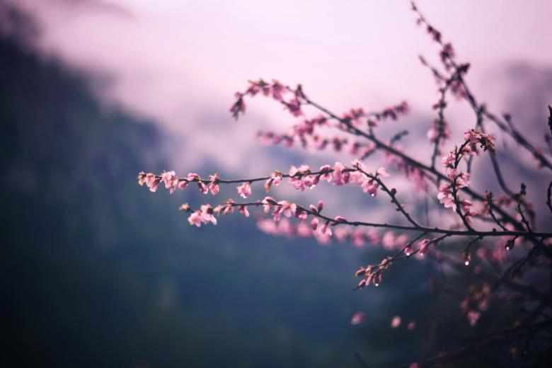 Free stock image of Pink Flowers created by Pixabay