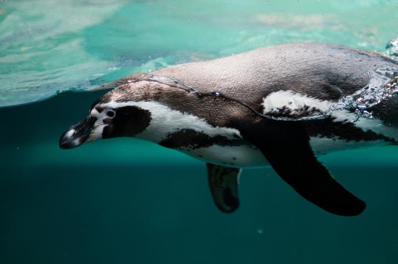 Free stock image of Penguin in the Ocean created by Pixabay