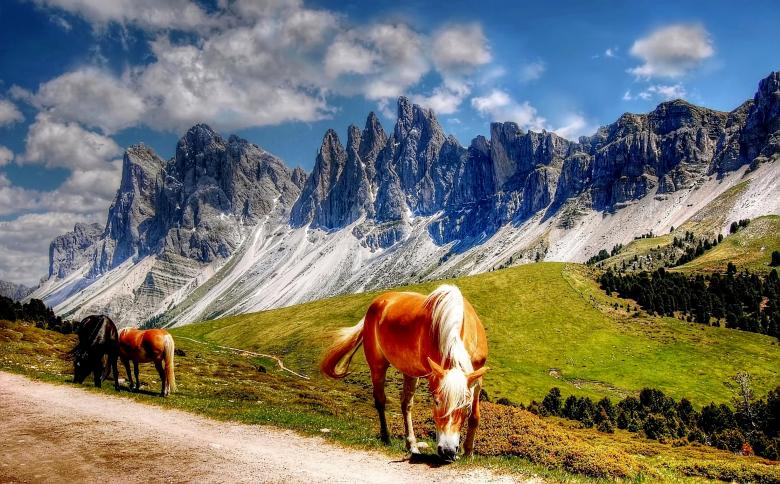 Free stock image of Wild Horses created by Pixabay