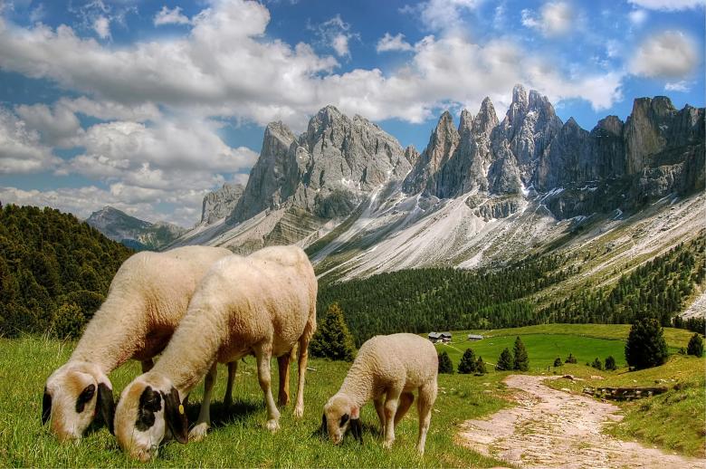Free stock image of Mountainous Herd created by Pixabay