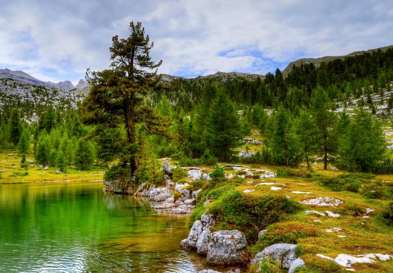 Free stock image of Wild Fanes created by Pixabay