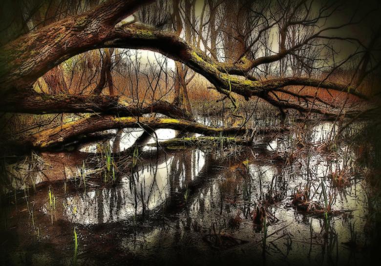 Free stock image of In the Forest created by Pixabay