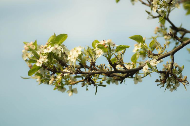 Free stock image of Apple Blossom created by Pixabay