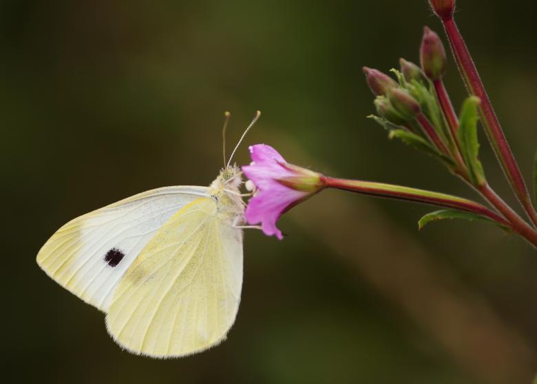Free stock image of Butterfly on the Flower created by Pixabay