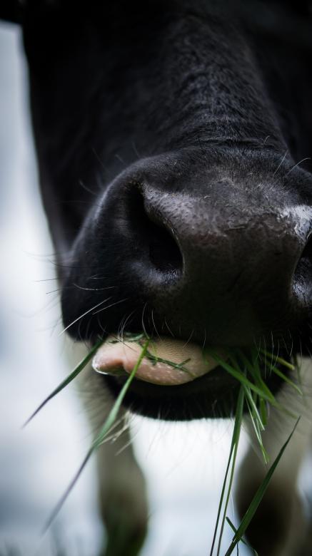 Free stock image of Cow Feeding created by Pixabay