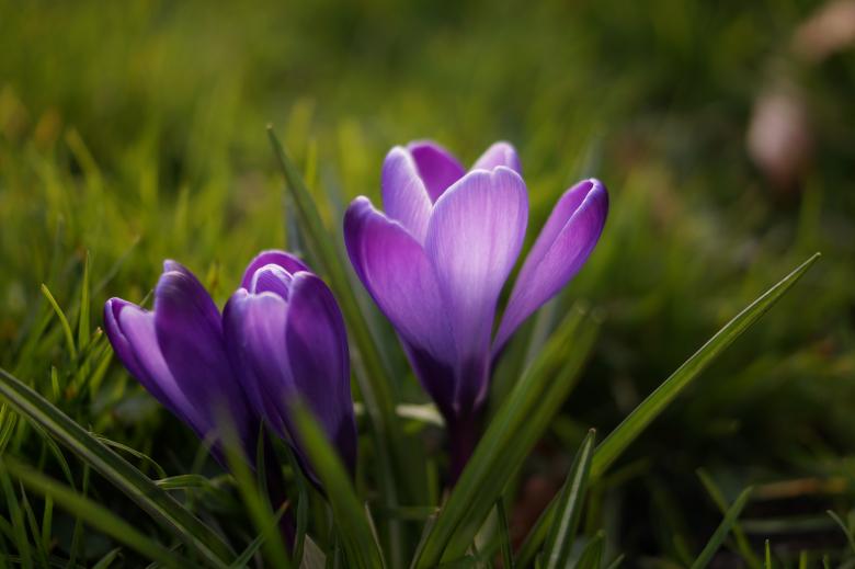 Free stock image of Fresh Crocus created by Pixabay