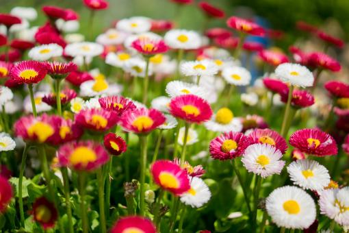 Daisies in the Garden - Free Stock Photo