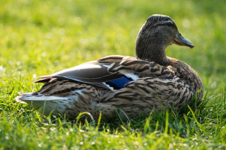 Free stock image of Wild Duck created by Pixabay