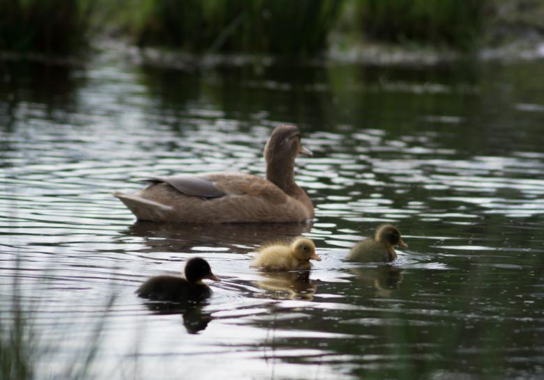 Free stock image of Mother Duck created by Pixabay