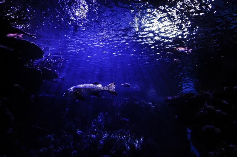 Free stock image of Fish in the Ocean created by Pixabay