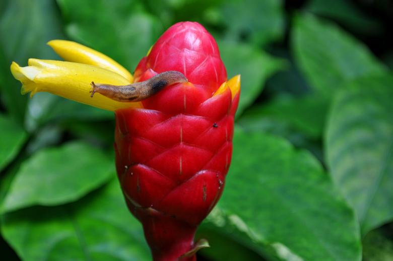 Free stock image of Snail on the Flower created by Pixabay