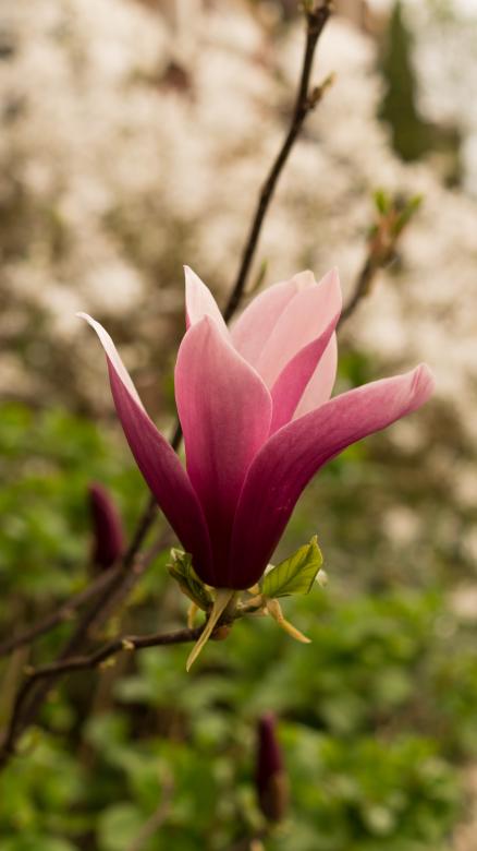 Free stock image of Pink Flower created by Pixabay